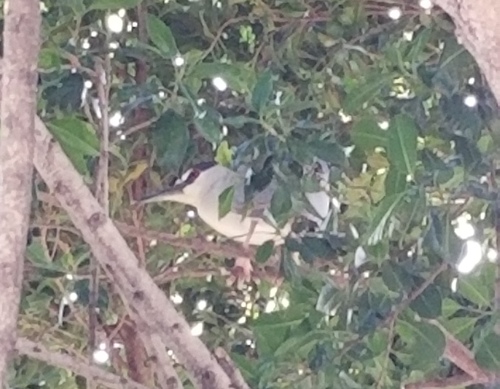 iNaturalist: (c) eleggua, some rights reserved (CC BY-NC), uploaded by eleggua iNaturalist image