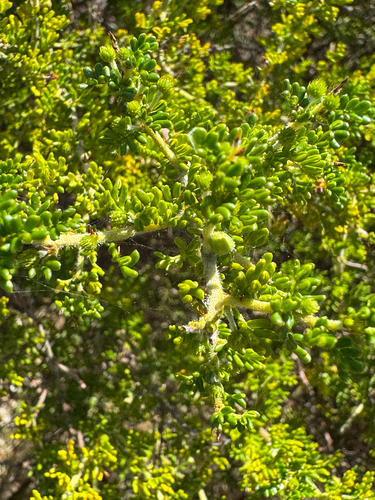 Panjang (Acacia lasiocarpa)