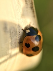 Coccinella septempunctata