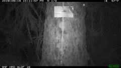 Glaucomys oregonensis