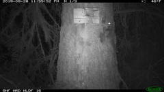 Glaucomys oregonensis