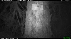 Glaucomys oregonensis