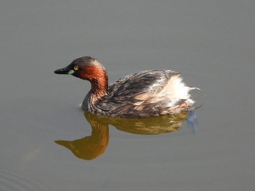 iNaturalist: (c) Swara Chandorkar, some rights reserved (CC BY-NC), uploaded by Swara Chandorkar iNaturalist image