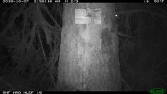 Glaucomys oregonensis