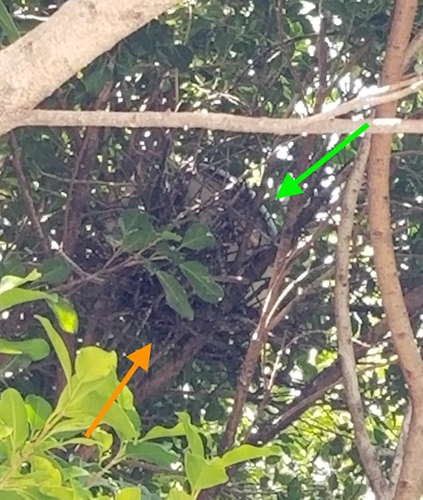 iNaturalist: (c) eleggua, some rights reserved (CC BY-NC), uploaded by eleggua iNaturalist image