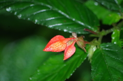 Begonia longirostris