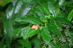 Begonia longirostris