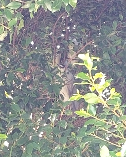 iNaturalist: (c) eleggua, some rights reserved (CC BY-NC), uploaded by eleggua iNaturalist image