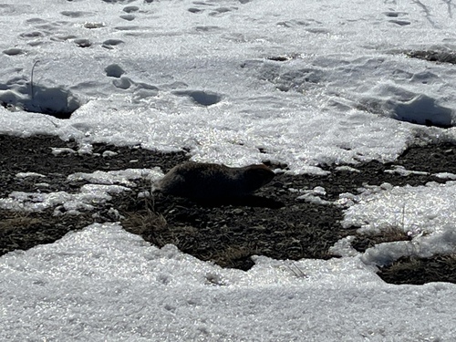 Arctic Ground Squirrel observed by pynklynx
