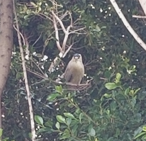 iNaturalist: (c) eleggua, some rights reserved (CC BY-NC), uploaded by eleggua iNaturalist image