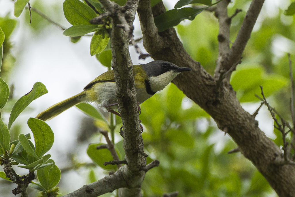 Rudd's Apalis photo