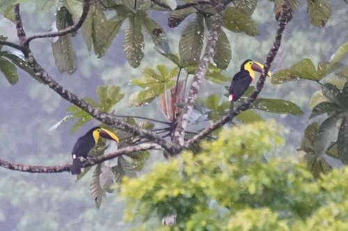 Yellow-throated Toucan