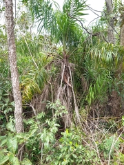 Syagrus flexuosa
