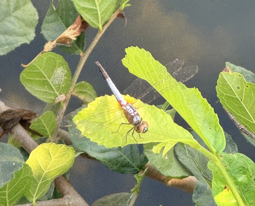 Oriental Blue Dasher