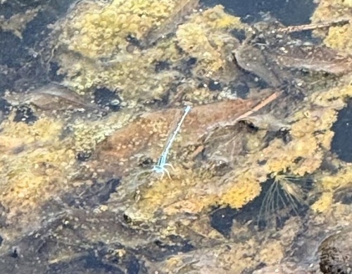 Eastern Lilysquatter
