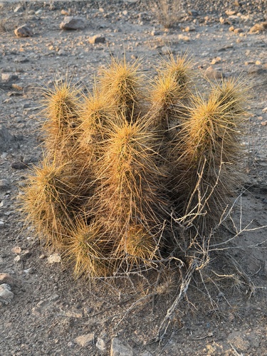 Nichol's hedgehog cactus (Echinocereus nicholii)