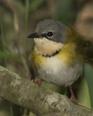 Rudd's Apalis photo 2