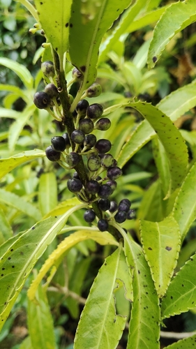 Māhoe Wao (Melicytus lanceolatus)