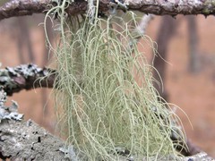 Usnea trichodea