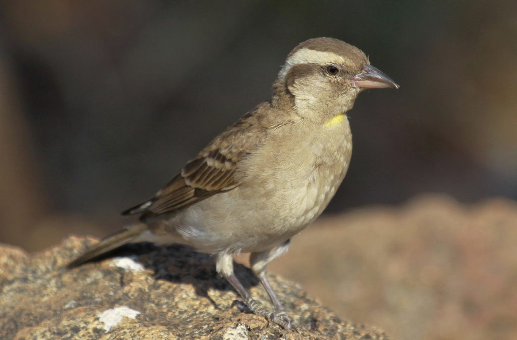 Yellow-throated Bush Sparrow (Gymnoris superciliaris) photo