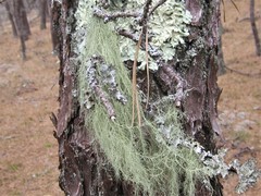 Usnea trichodea