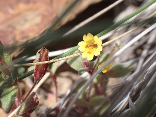 redstem monkeyflower (Erythranthe rubella)