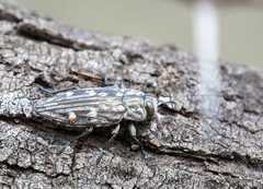 Chrysobothris pseudacutipennis