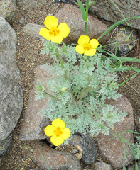 Eschscholzia ramosa
