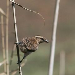 Yellow-Throated Petronia photo 2