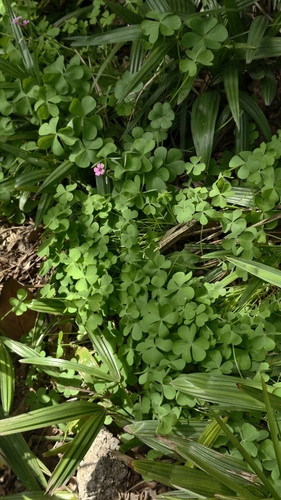pink-sorrel