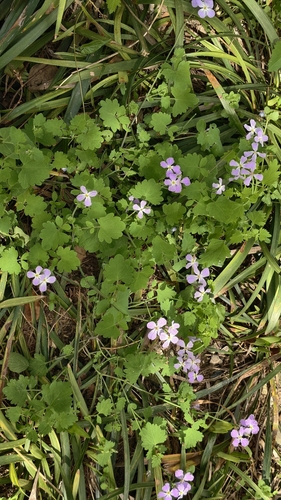 Chinese Violet Cress