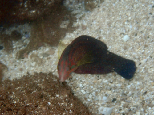 Coris venusta observed 2026-04-01