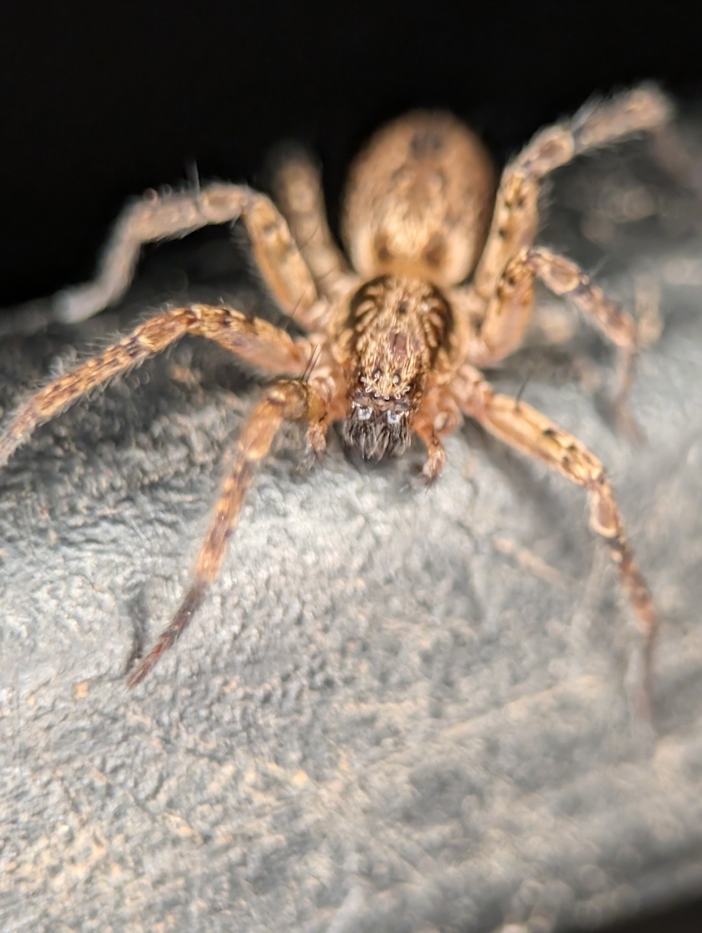 Anyphaena pacifica