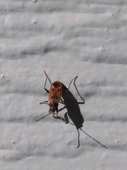 Xanthochilus saturnius
