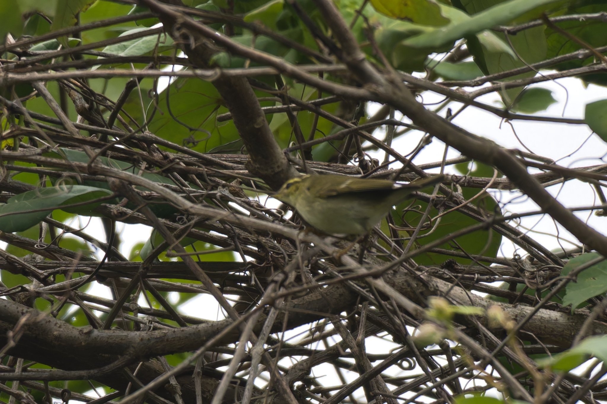 Arctic Warbler (Phylloscopus borealis), photo 3