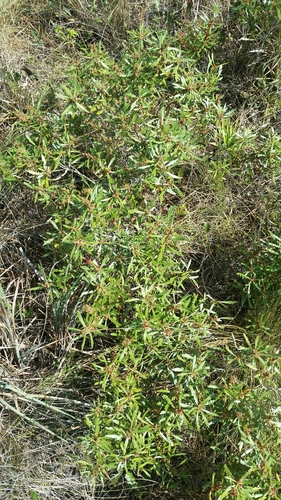 Morella cerifera image