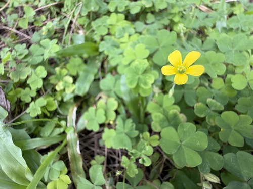 Oxalis corniculata observed 2026-04-04