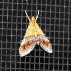 Tetracona amathealis