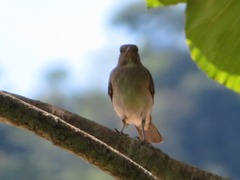 Turdus ignobilis debilis