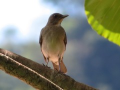 Turdus ignobilis debilis
