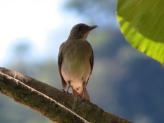 Turdus ignobilis debilis