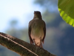 Turdus ignobilis debilis