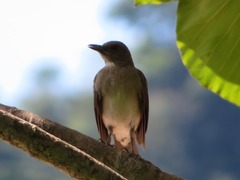 Turdus ignobilis debilis