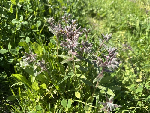 Red Monk's-wort (Nonea vesicaria)