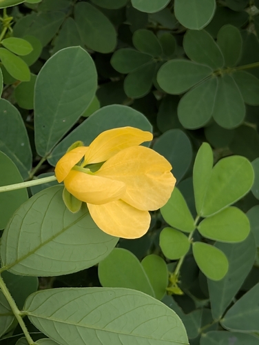 Java-Bean (Senna obtusifolia)
