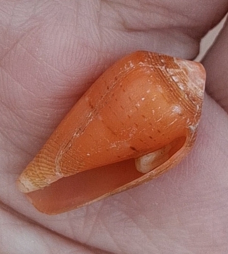 Conus tinianus observed 2026-04-04