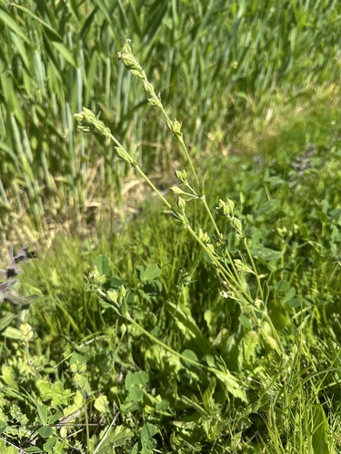 Bare Catchfly (Silene apetala)