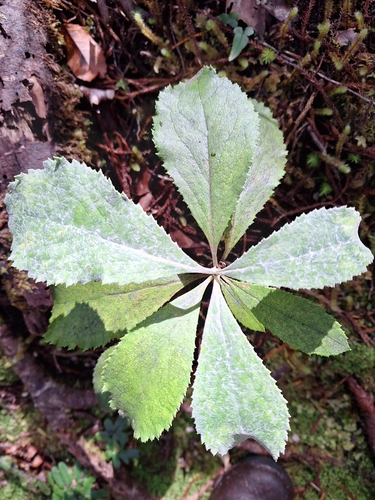 Leatherwood (Macrolearia colensoi)