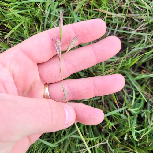 California oatgrass (Danthonia californica)