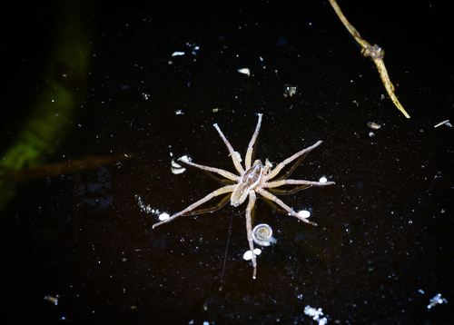 Diapontia uruguayensis